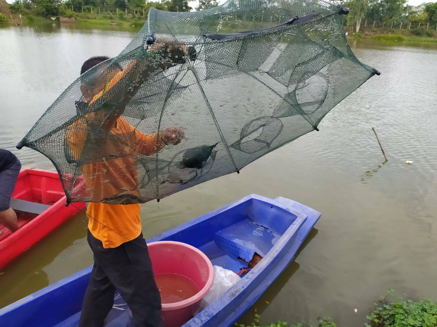 ร่วมประเมินการเจริญเติบโตของกุ้งก้ามกราม..คลิก