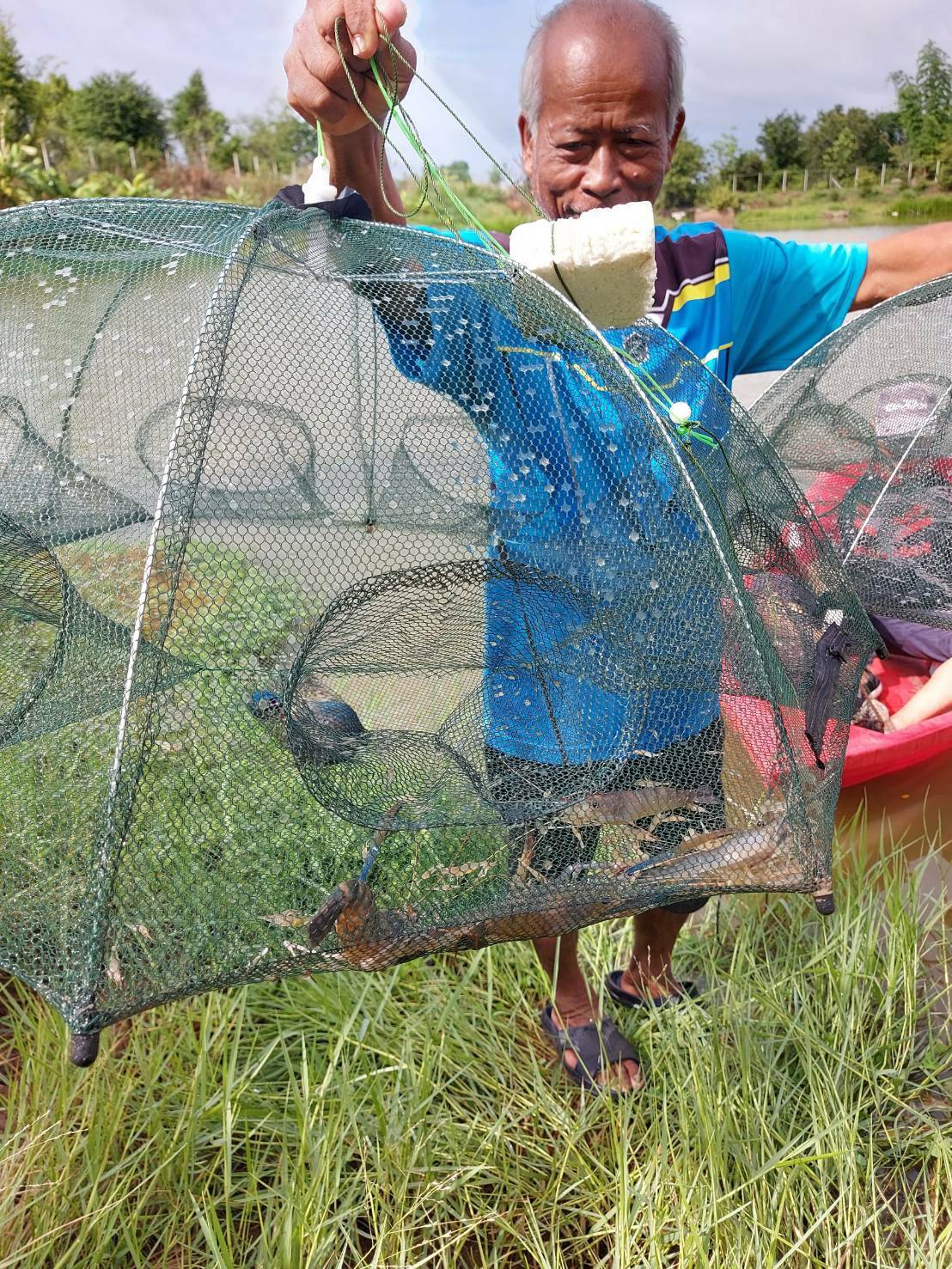 ร่วมประเมินการเจริญเติบโตของกุ้งก้ามกราม