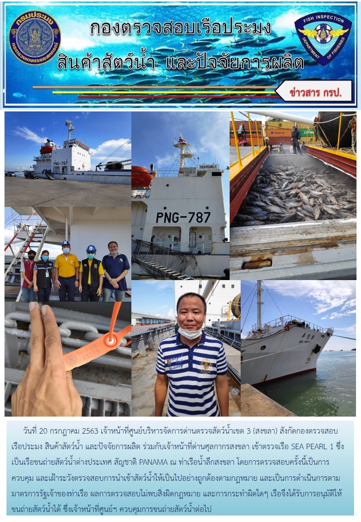 เจ้าหน้าที่ศูนย์บริหารจัดการด่านตรวจสัตว์น้ำเขต 3 (สงขลา) สังกัดกองตรวจสอบเรือประมง สินค้าสัตว์น้ำ และปัจจัยการผลิต ร่วมกับเจ้าหน้าที่ด่านศุลกากรสงขลา เข้าตรวจเรือ SEA PEARL 1 ซึ่งเป็นเรือขนถ่ายสัตว์น้ำต่างประเทศ สัญชาติ PANAMA ณ ท่าเรือน้ำลึกสงขลา..คลิก