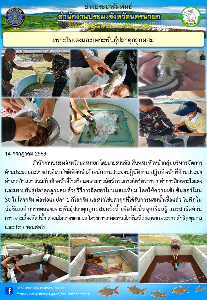 กิจกรรมเพาะไรแดงและเพาะพันธุ์ปลาดุกลูกผสม..คลิก