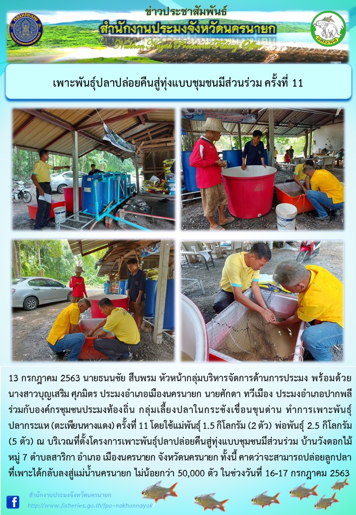 เพาะพันธุ์ปลาปล่อยคืนสู่ทุ่งแบบชุมชนมีส่วนร่วม ครั้งที่ 11..คลิก