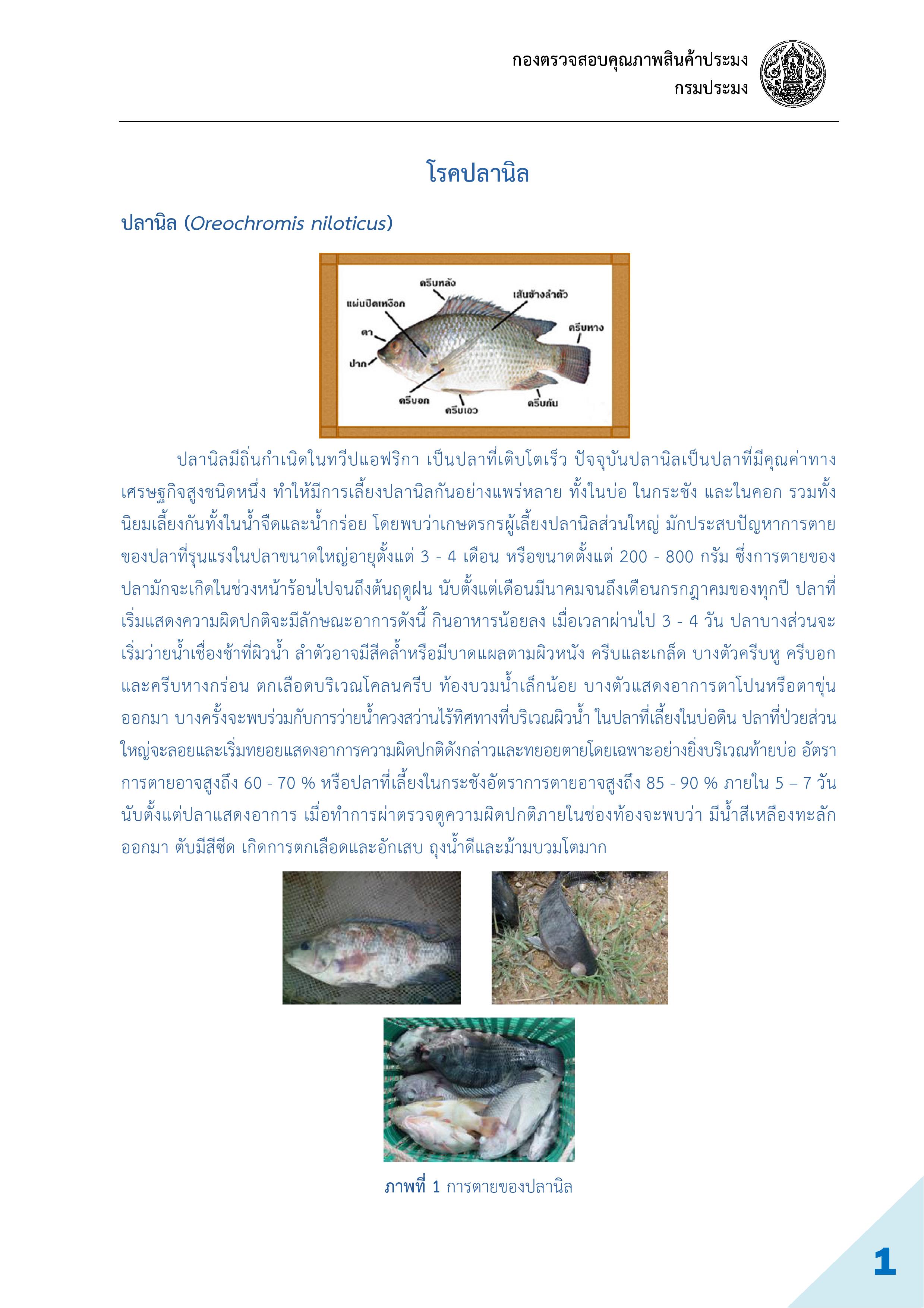 โรคปลานิลและแนวทางแก้ไขอย่างง่าย ช่วงนี้ปลานิลอาจจะมีปัญหาตายง่ายต้องหมั่นดูแลกันนะครับ..คลิก