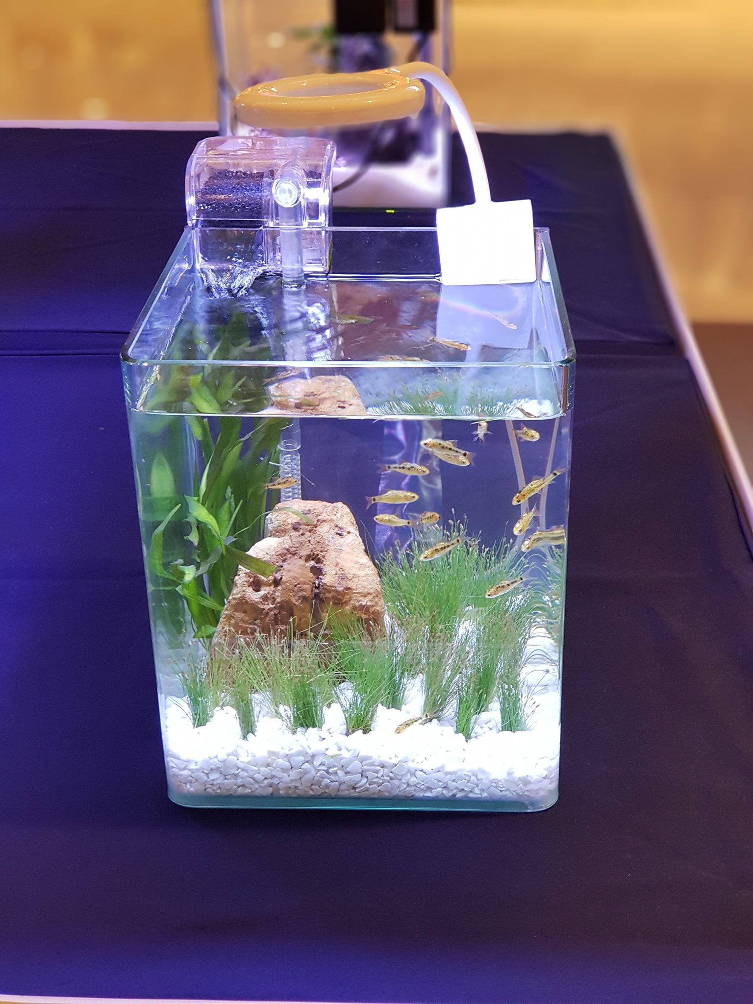 Fish & Friends..คลิก