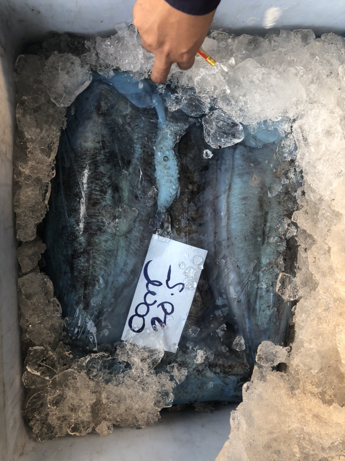 ควบคุมขนถ่ายสัตว์น้ำขึ้นท่าจากประเทศMYANMAR..คลิก