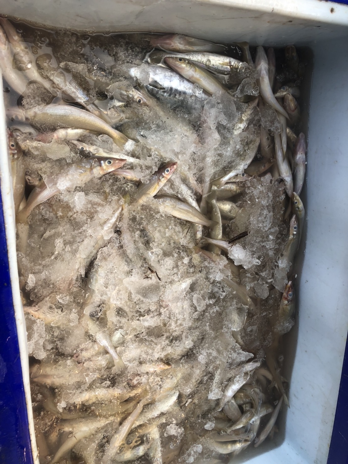 ควบคุมขนถ่ายสัตว์น้ำขึ้นท่าจากประเทศMYANMAR..คลิก