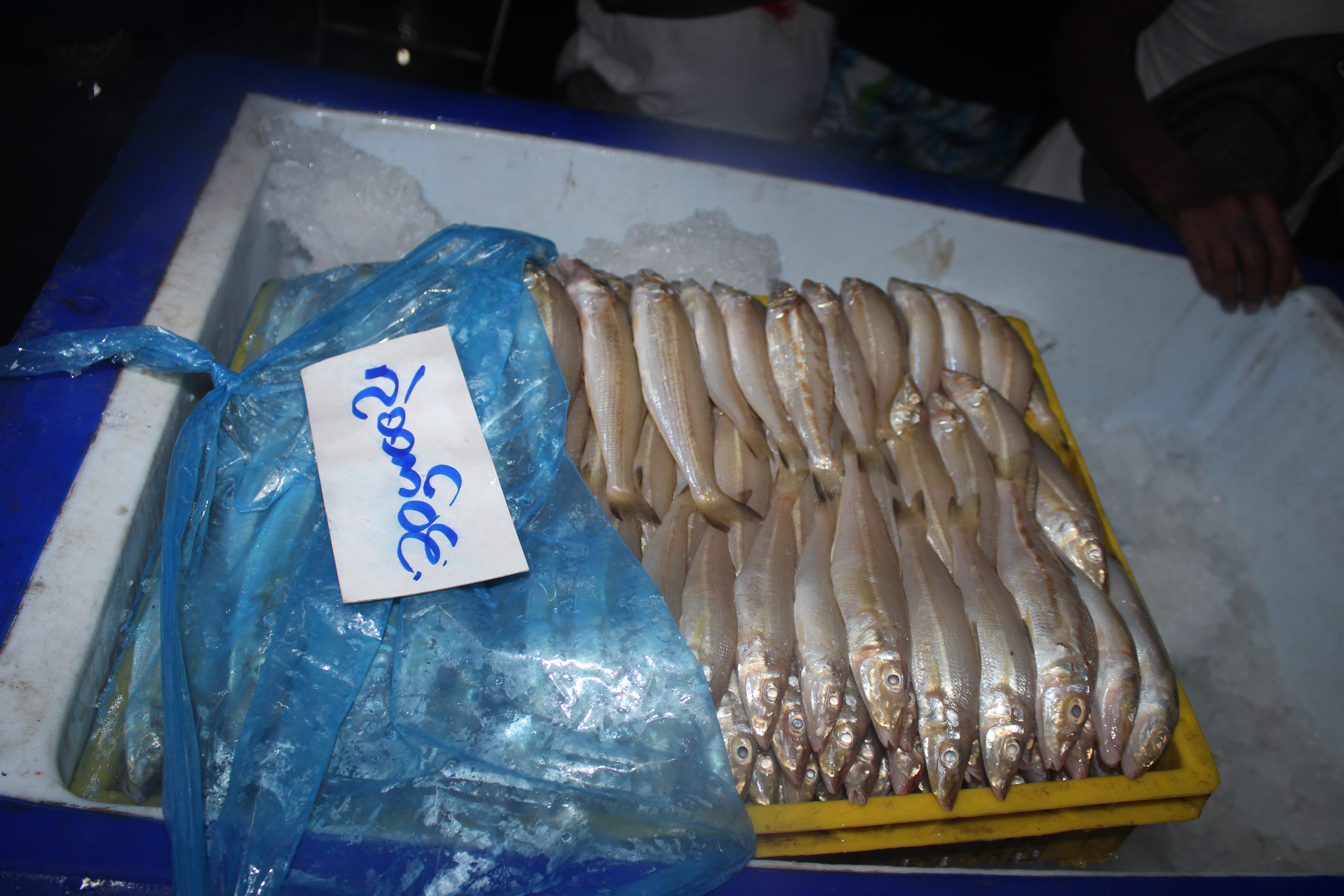 ควบคุมขนถ่ายสัตว์น้ำขึ้นท่าจากประเทศMYANMAR..คลิก