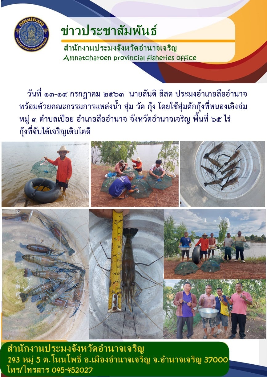 นายสันติ สีสด ประมงอำเภอลืออำนาจ พร้อมด้วยคณะกรรมการแหล่งน้ำ สุ่ม วัด กุ้ง โดยใช้สุ่มดักกุ้งที่หนองเลิงถ่ม หมู่ 3 ตำบลเปือย อำเภอลืออำนาจ จังหวัดอำนาจเจริญ..คลิก