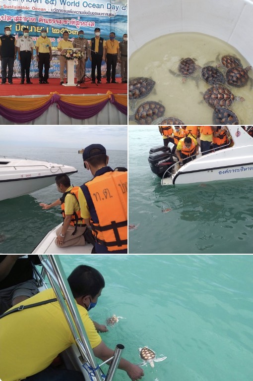 หัวหน้าศูนย์ควบคุมการแจ้งเข้า-ออก เรือประมงปากพนัง เข้าร่วมกิจกรรมงานวันทะเลโลก..คลิก