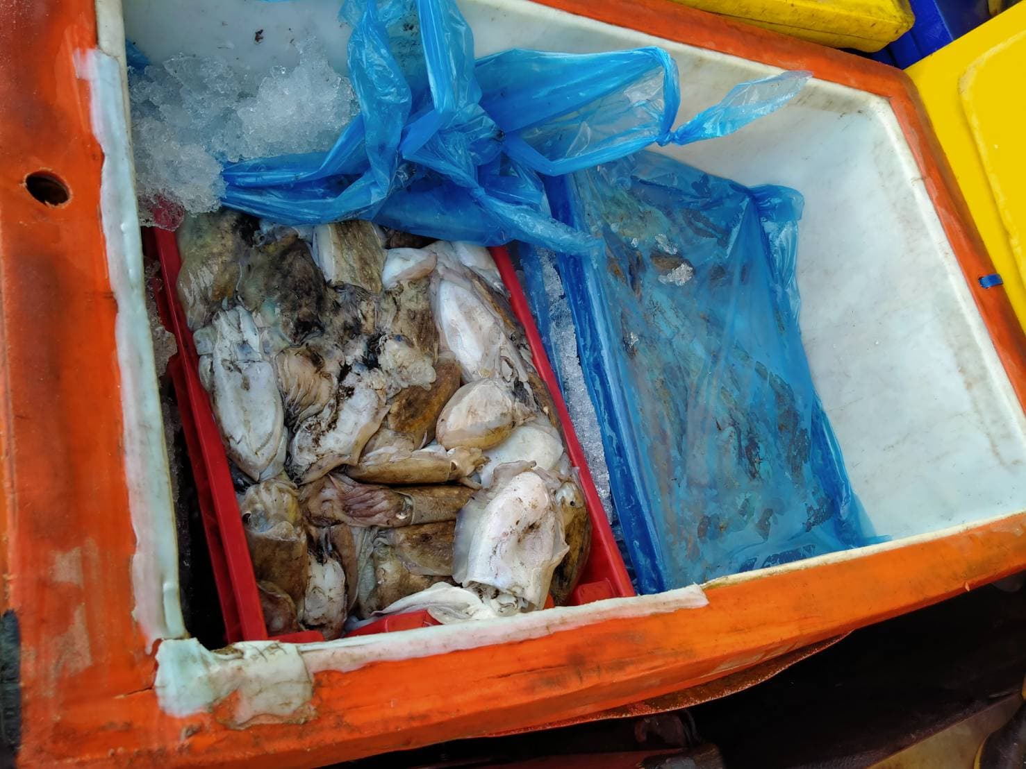 ควบคุมขนถ่ายสัตว์น้ำขึ้นท่าจากประเทศMYANMAR..คลิก