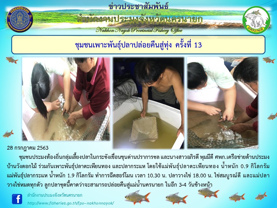 ชุมชนเพาะพันธุ์ปลาปล่อยคืนทุ่ง ครั้งที่ 13..คลิก