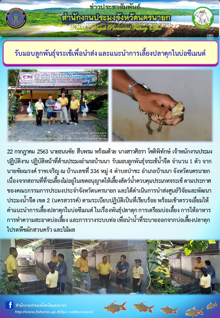 รับมอบลูกพันธุ์จระเข้เพื่อนำส่ง และแนะนำการเลี้ยงปลาดุกในบ่อซีเมนต์..คลิก