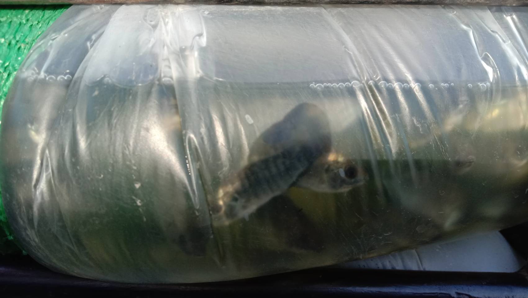 ตรวจสอบลูกพันธุ์สัตว์น้ำ ส่งออกไปยัง สปป.ลาว..คลิก