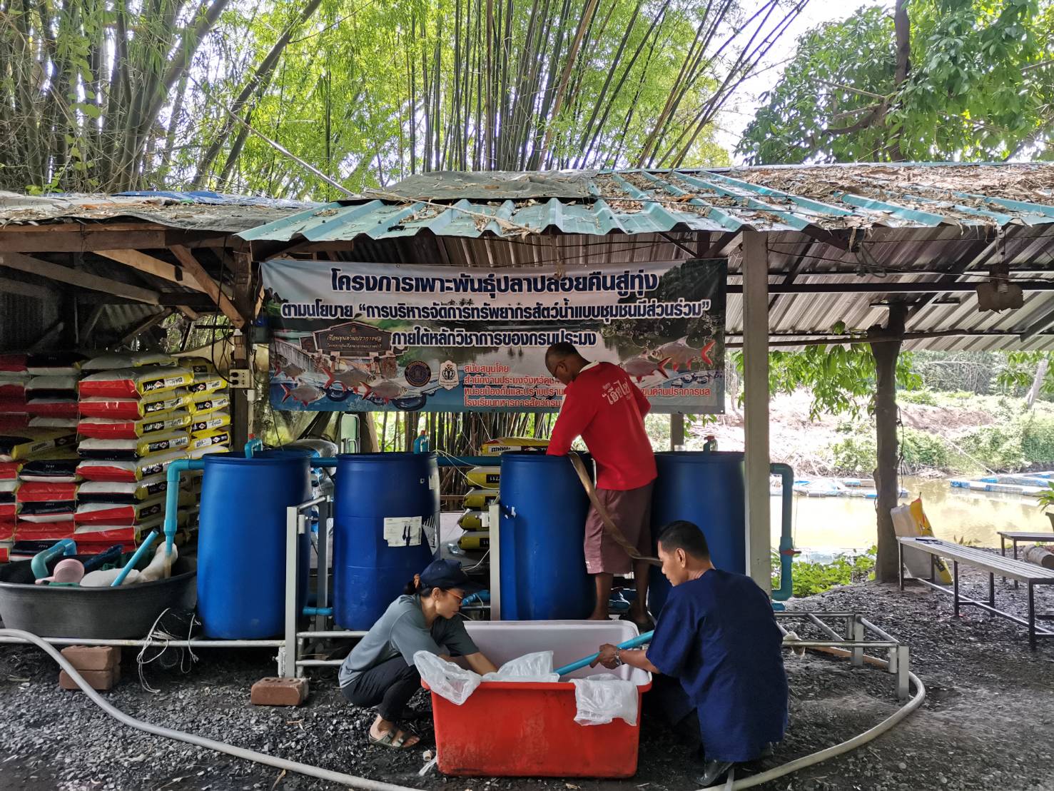 รวบรวมลูกพันธุ์ปลาตะเพียนทองบ้านวังดอกไม้..คลิก