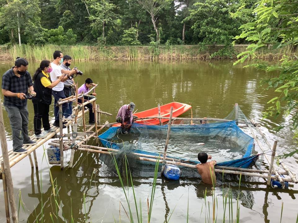 ถ่ายทำสารคดีโครงการธนาคารผลผลิตสัตว์น้ำแบบมีส่วนร่วม ณ บึงหนองบัว หมู่ที่ 4 ตำบลบ้านโป่ง อำเภองาว จังหวัดลำปาง..คลิก