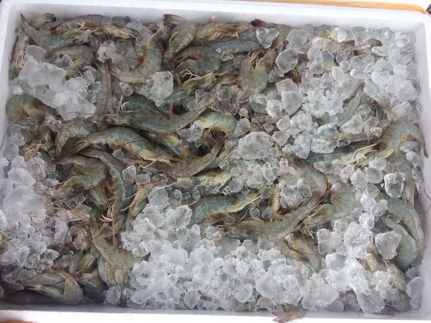 ตรวจสอบสัตว์น้ำ ส่งออกไปยัง สปป.ลาว..คลิก