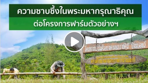 [ ความรู้สึก คำขอบคุณ และความรู้ ที่ได้จากฟาร์มตัวอย่างฯ ตอนที่ 6]..คลิก