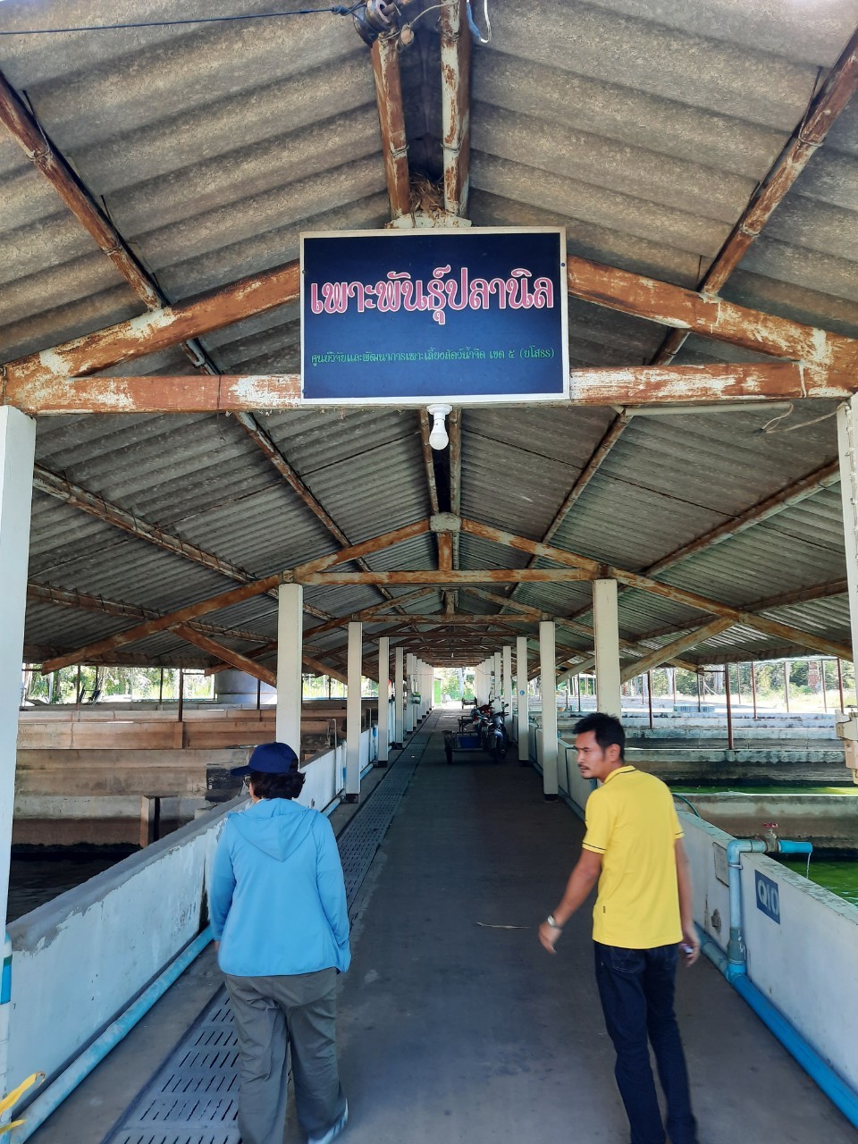 ตรวจฟาร์มพ่อแม่พันธุ์ปลานิลตามหลักพันธุศาสตร์..คลิก