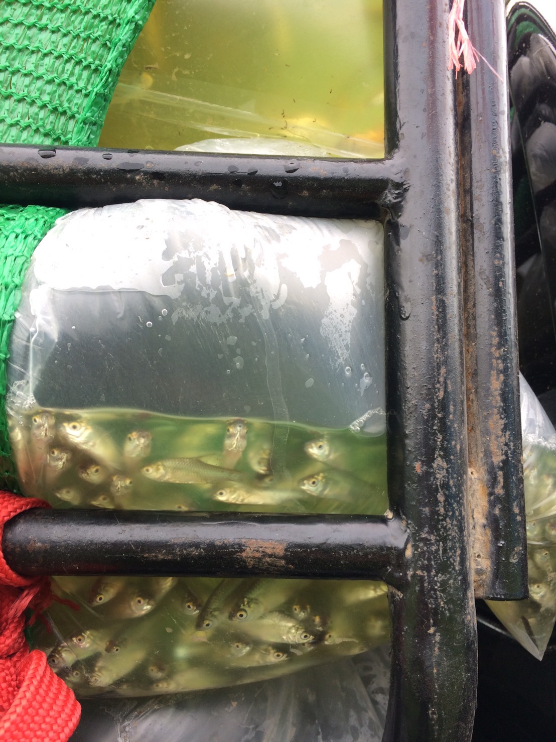 ตรวจสอบลูกพันธุ์สัตว์น้ำ ส่งออกไปยัง สปป.ลาว..คลิก