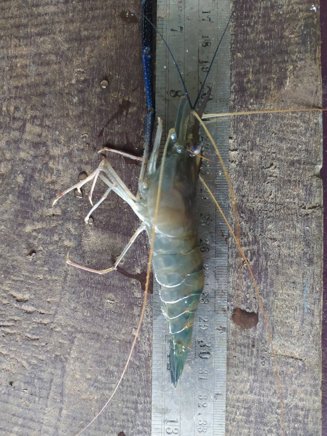 ร่วมประเมินการเจริญเติบโตของกุ้งก้ามกราม (สุ่มวัดความยาวและชั่งน้ำหนักกุ้งก้ามกรามรายเดือน)..คลิก