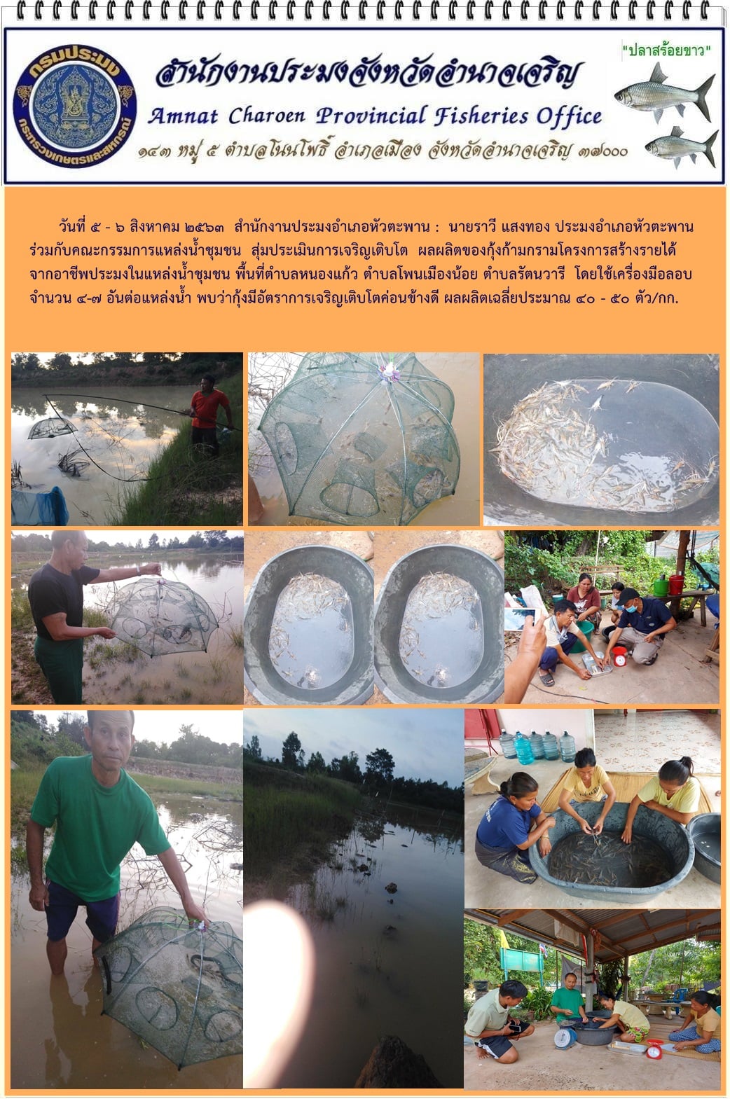 สุ่มประเมินการเจริญเติบโต ผลผลิตของกุ้งก้ามกรามโครงการสร้างรายได้จากอาชีพประมงในแหล่งน้ำชุมชนพื้นที่ตำบลหนองแก้ว ตำบลโพนเมืองน้อย ตำบลรัตนวารี อำเภอหัวตะพาน จังหวัดอำนาจเจริญ..คลิก