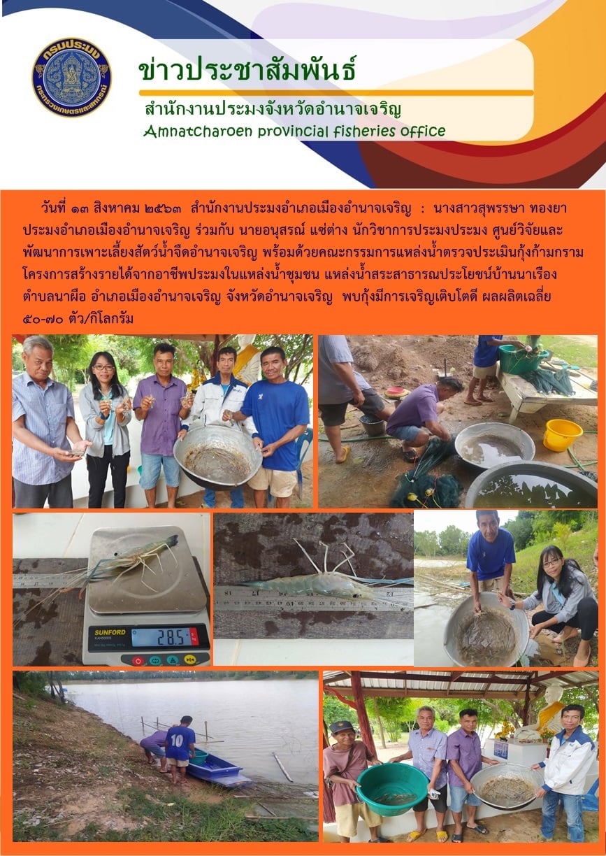 ตรวจประเมินกุ้งก้ามกราม โครงการสร้างรายได้จากอาชีพประมงในแหล่งน้ำชุมชน แหล่งน้ำสระสาธารณประโยชน์บ้านนาเรือง ตำบลนาผือ อำเภอเมืองอำนาจเจริญ จังหวัดอำนาจเจริญ..คลิก