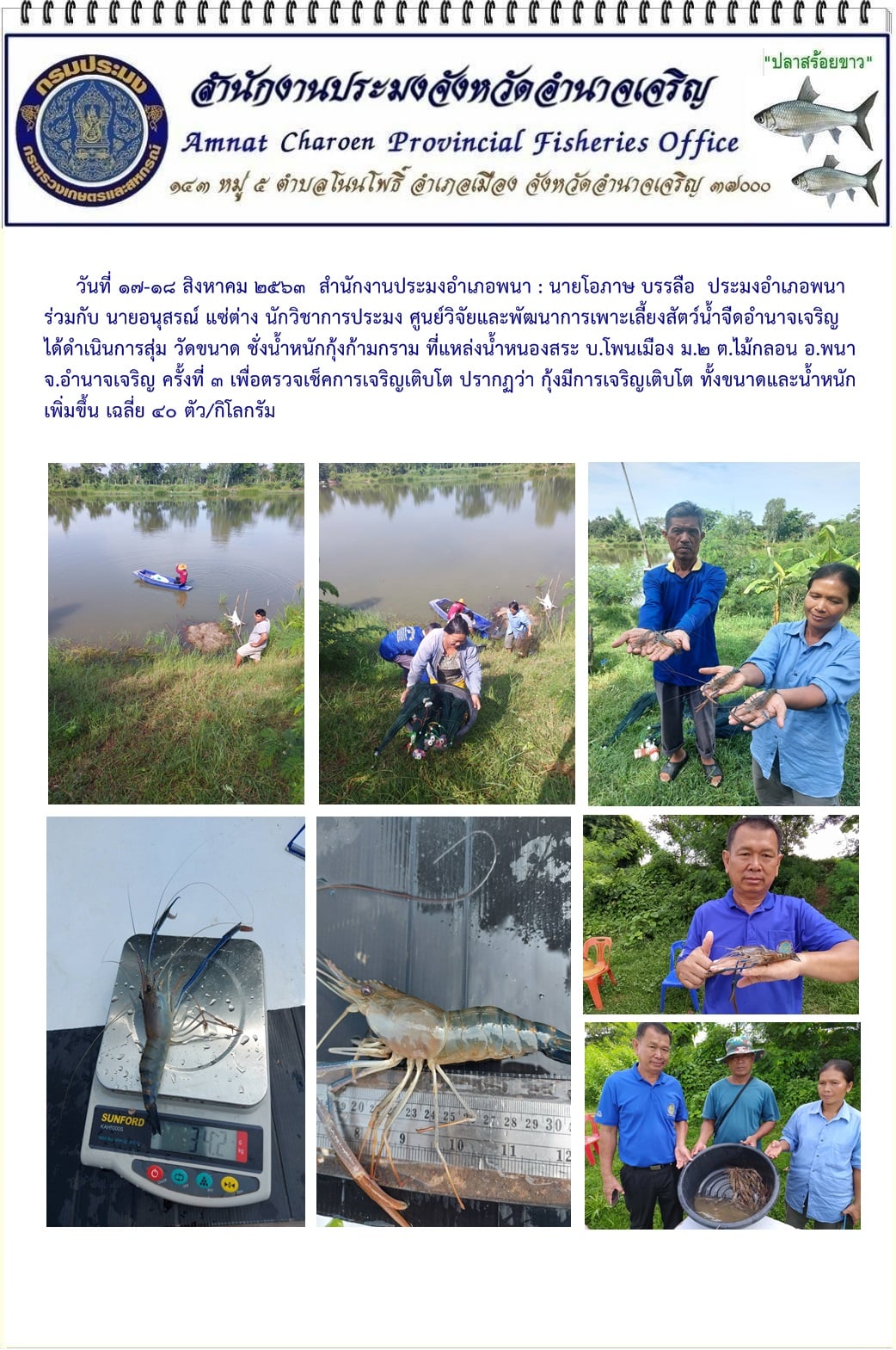 ดำเนินการสุ่ม วัดขนาด ชั่งน้ำหนักกุ้งก้ามกราม ที่แหล่งน้ำหนองสระ บ.โพนเมือง ม.2 ต.ไม้กลอน อ.พนา จ.อำนาจเจริญ ครั้งที่ 3..คลิก