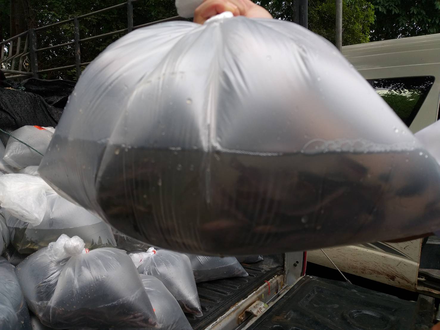 ตรวจสอบลูกพันธุ์สัตว์น้ำ ส่งออกไปยัง สปป.ลาว..คลิก