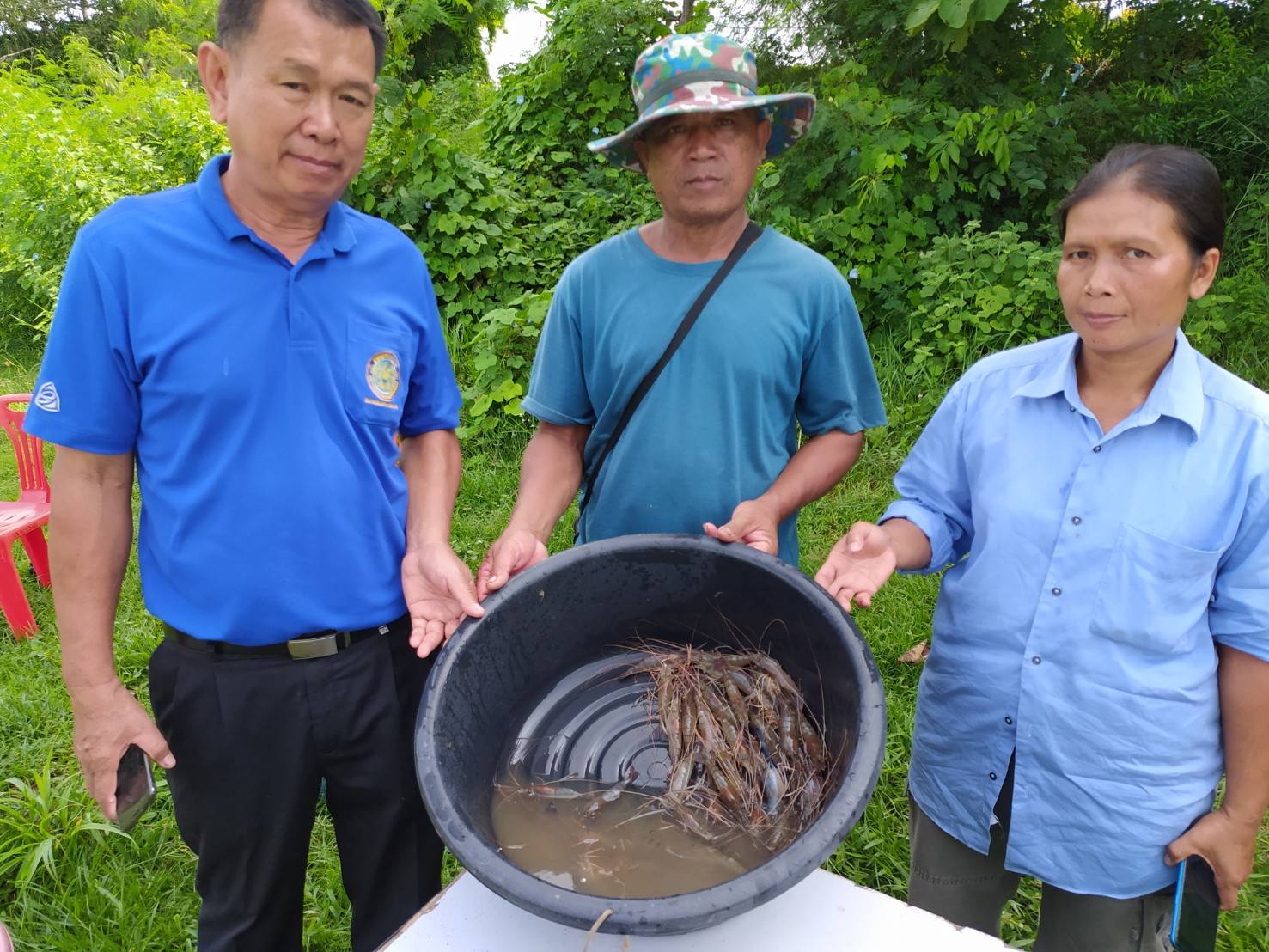 ร่วมประเมินการเจริญเติบโตของกุ้งก้ามกราม (สุ่มวัดความยาวและชั่งน้ำหนักกุ้งก้ามกรามรายเดือน)