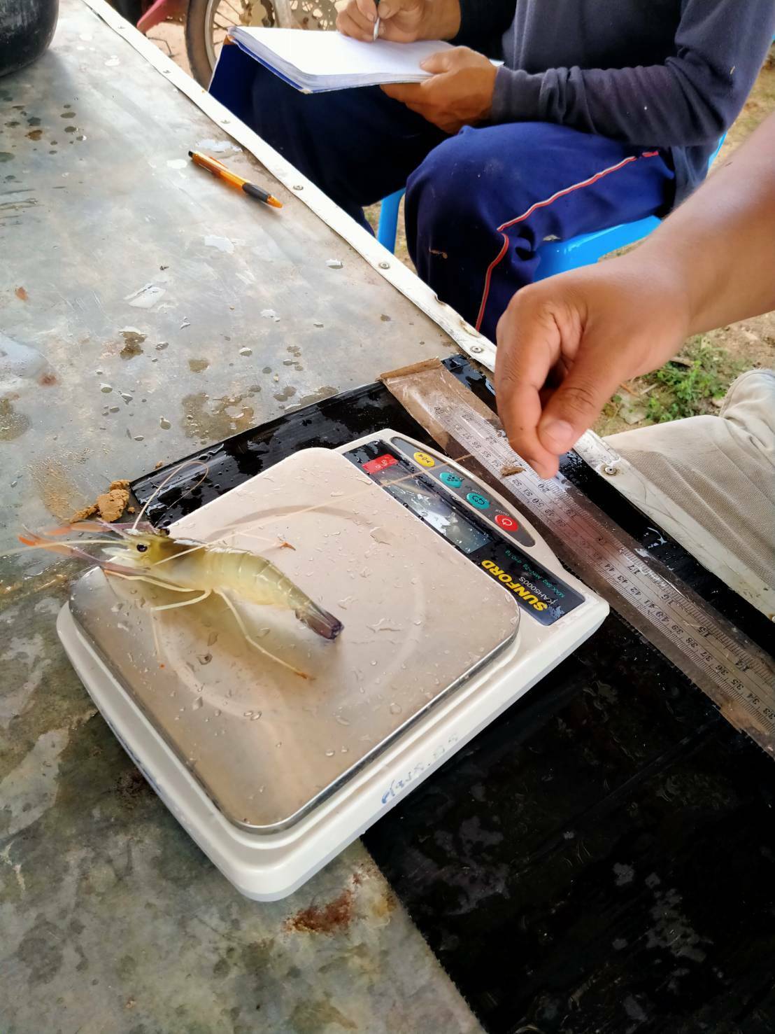 ร่วมประเมินการเจริญเติบโตของกุ้งก้ามกราม (สุ่มวัดความยาวและชั่งน้ำหนักกุ้งก้ามกรามรายเดือน)
