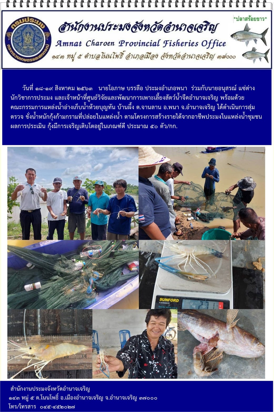 สุ่ม ตรวจ ชั่งน้ำหนัก กุ้งก้ามกราม ที่ปล่อยในแหล่งน้ำอ่างเก็บน้ำห้วยบุญทัน บ้านผึ้ง ต.จานลาน อ.พนา จ.อำนาจเจริญ ตามโครงการสร้างรายได้จากอาชีพประมงในแหล่งน้ำชุมชน..คลิก