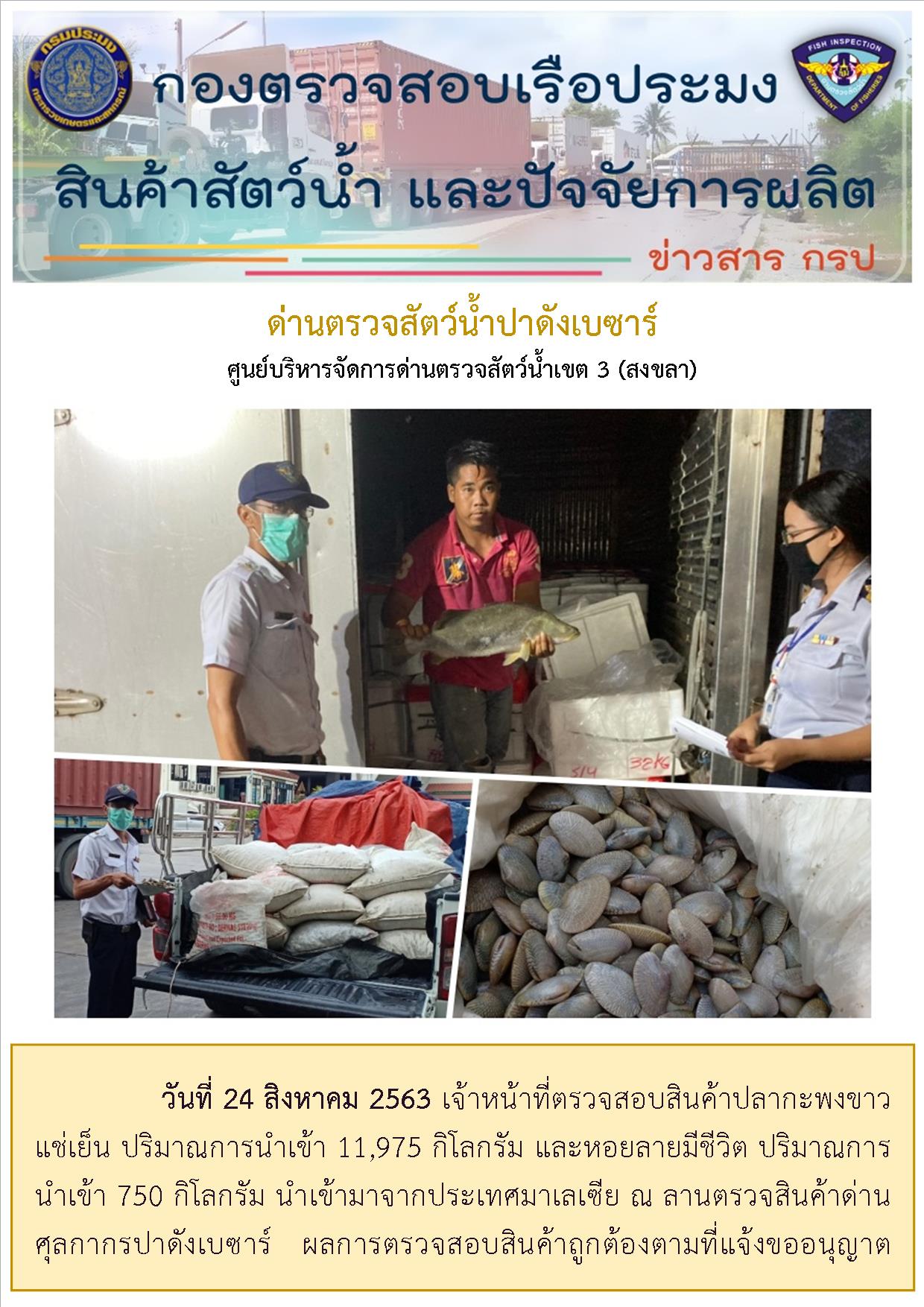 จนท. ตรวจสอบสินค้าปลากะพงขาว แช่เย็น ปริมาณการนำเข้า 11,975 กิโลกรัม และหอยลายมีชีวิต ปริมาณการนำเข้า 750 กิโลกรัม นำเข้ามาจากประเทศมาเลเซีย..คลิก