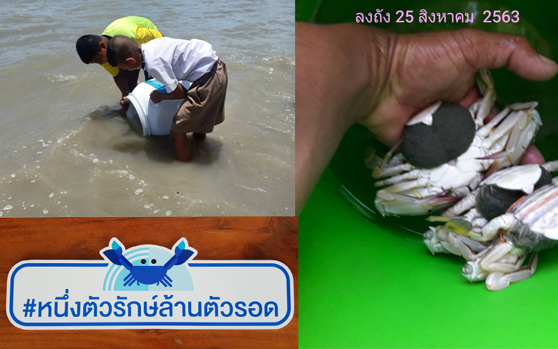 กิจกรรมปล่อยปูม้าคืนสู่ธรรมชาติ
