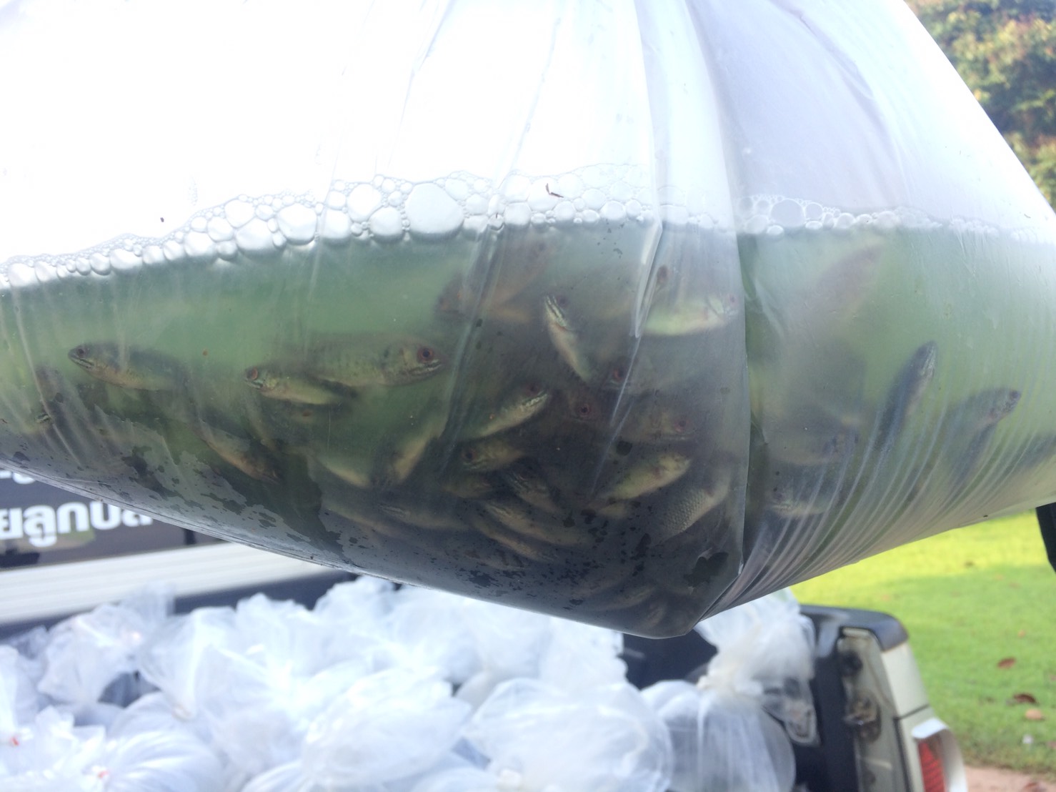 ตรวจสอบลูกพันธุ์สัตว์น้ำ ส่งออกไปยัง สปป.ลาว..คลิก