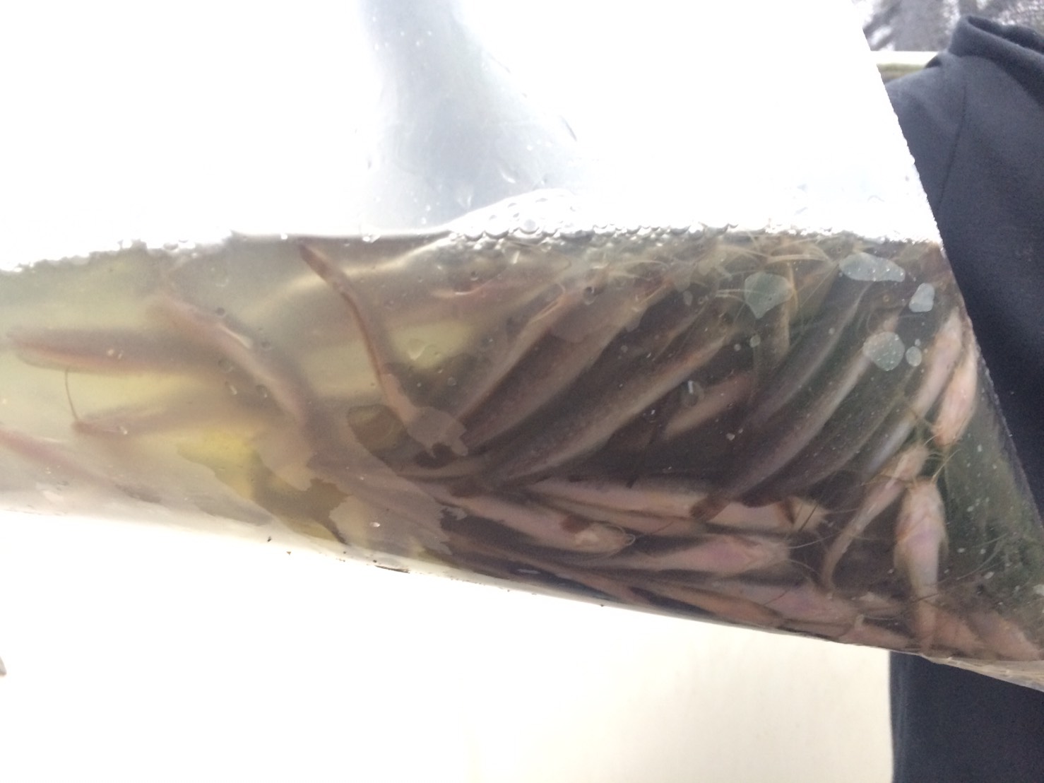 ตรวจสอบลูกพันธุ์สัตว์น้ำ ส่งออกไปยัง สปป.ลาว..คลิก