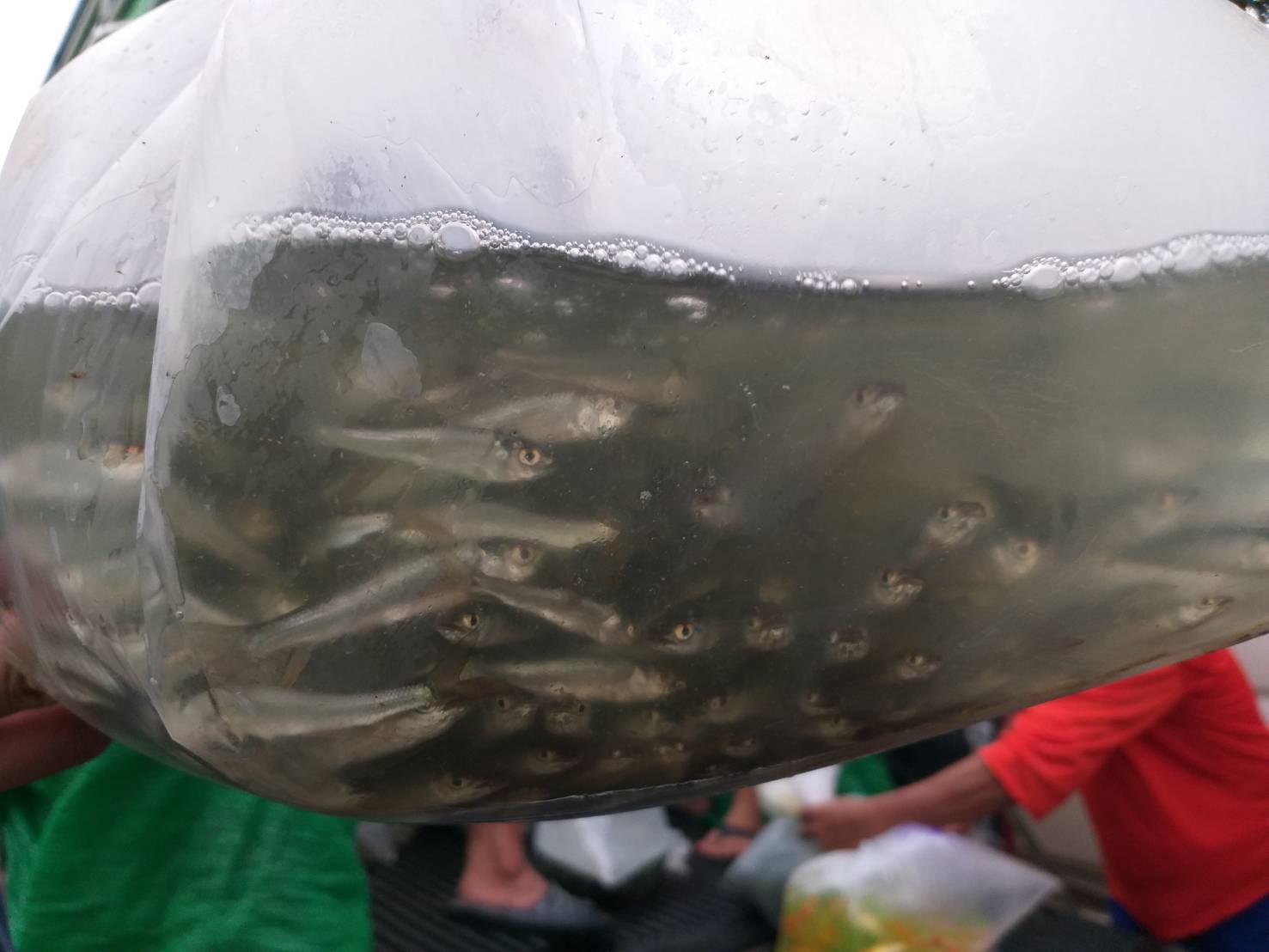 ตรวจสอบลูกพันธุ์สัตว์น้ำ ส่งออกไปยัง สปป.ลาว..คลิก