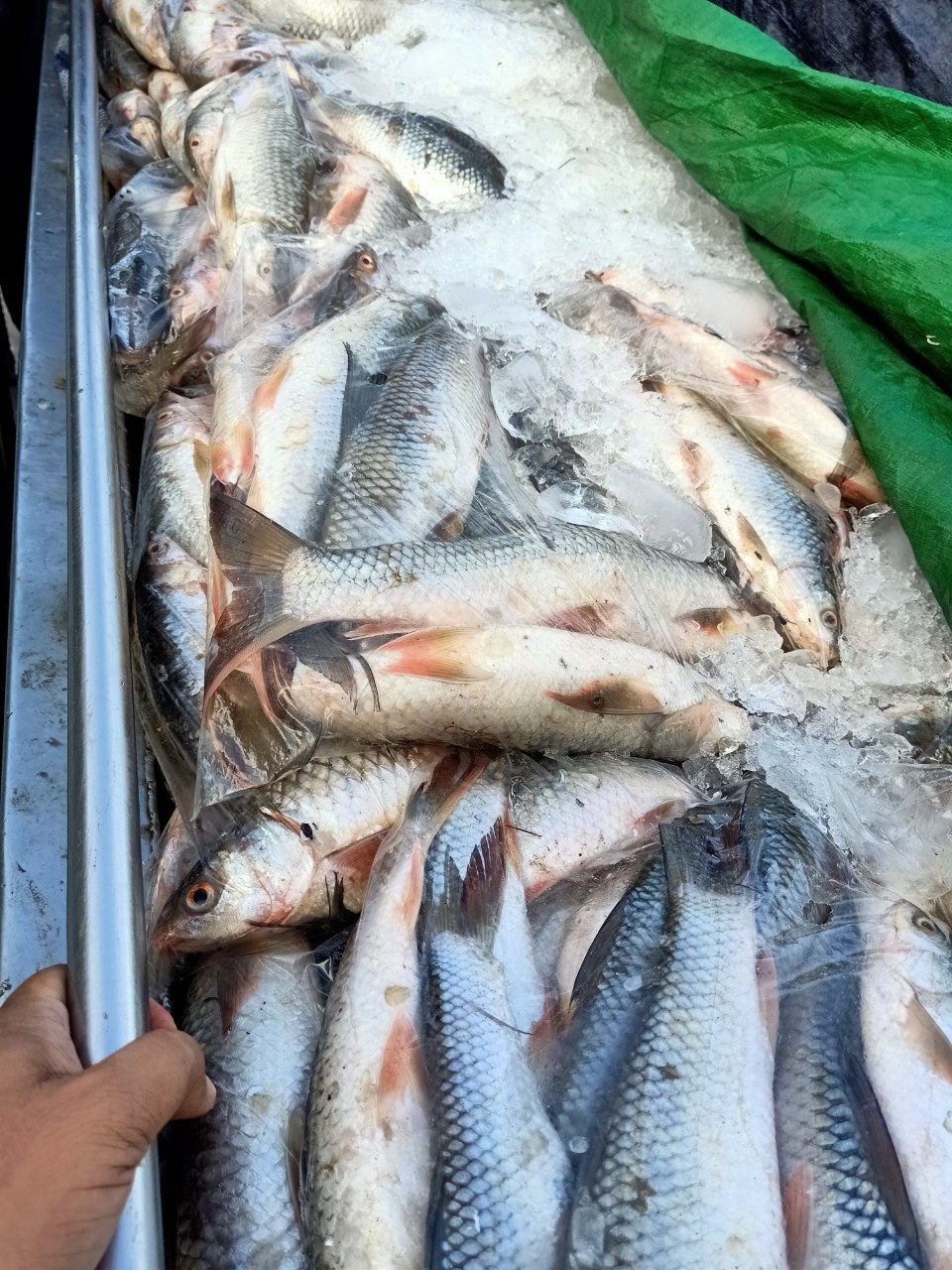 ตรวจสินค้าประมงที่นำเข้า ส่งออก ทางด่านพรมแดนถาวรคลองลึก..คลิก