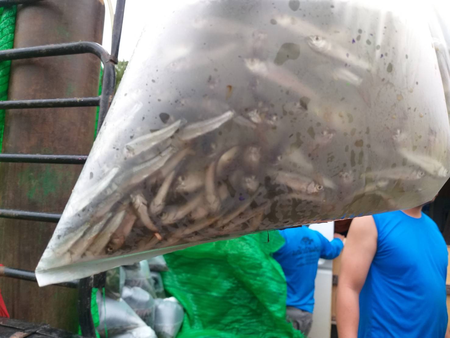 ตรวจสอบลูกพันธุ์สัตว์น้ำ ส่งออกไปยัง สปป.ลาว..คลิก