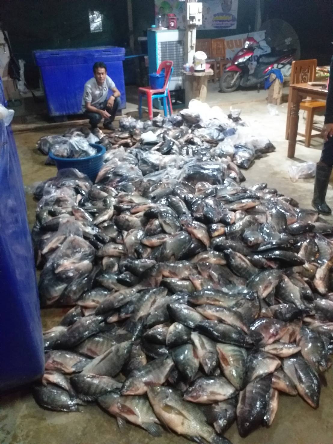 หลังจากเปิดเขื่อนให้ทำการประมงตามปกติ(หลังฤดูฯสัตว์น้ำจืดมีไข่)..คลิก