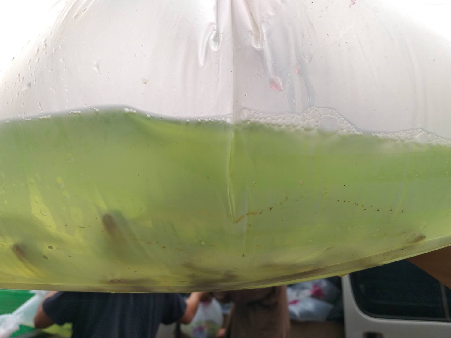 ตรวจสอบลูกพันธุ์สัตว์น้ำ ส่งออกไปยัง สปป.ลาว..คลิก