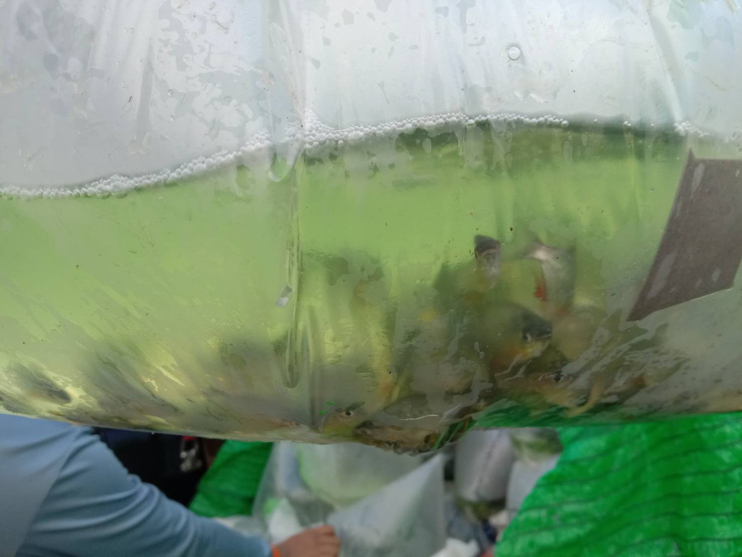 ตรวจสอบลูกพันธุ์สัตว์น้ำ ส่งออกไปยัง สปป.ลาว..คลิก