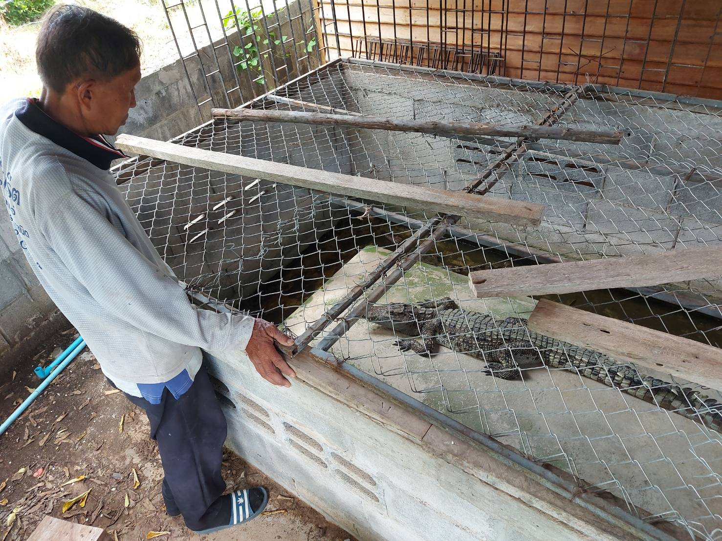 วันที่ 21 ตุลาคม 2563 นายวิทยา ประเสริฐสังข์ ประมงอำเภอโนนสัง ออกตรวจเยี่ยมฟาร์มจระเข้ ตามพรบ.สงวนและคุ้มครองสัตว์ป่า พ.ศ.2535..คลิก