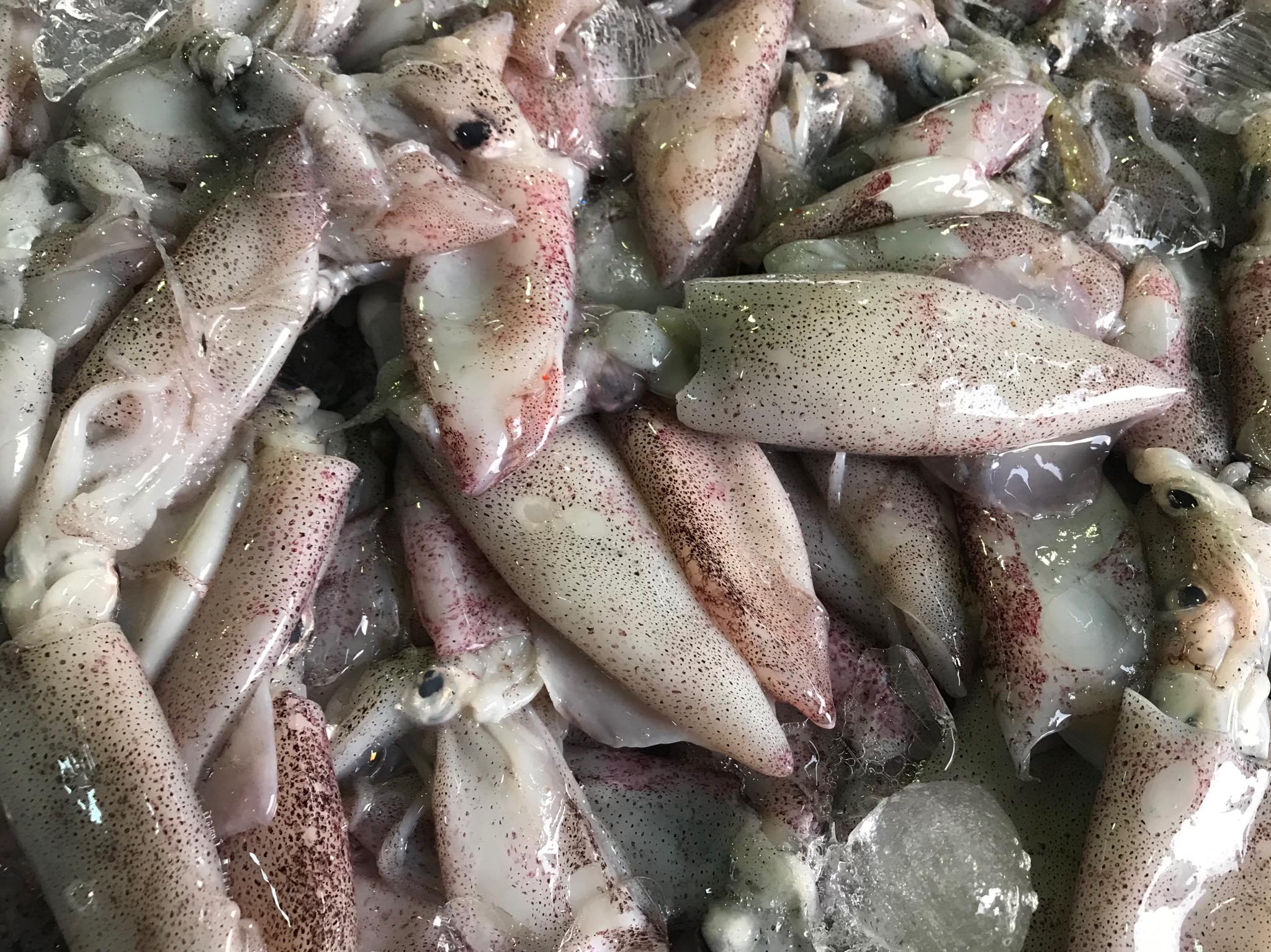 ตรวจสอบเรือและสินค้านำเข้าจากประเทศ MYANMAR..คลิก