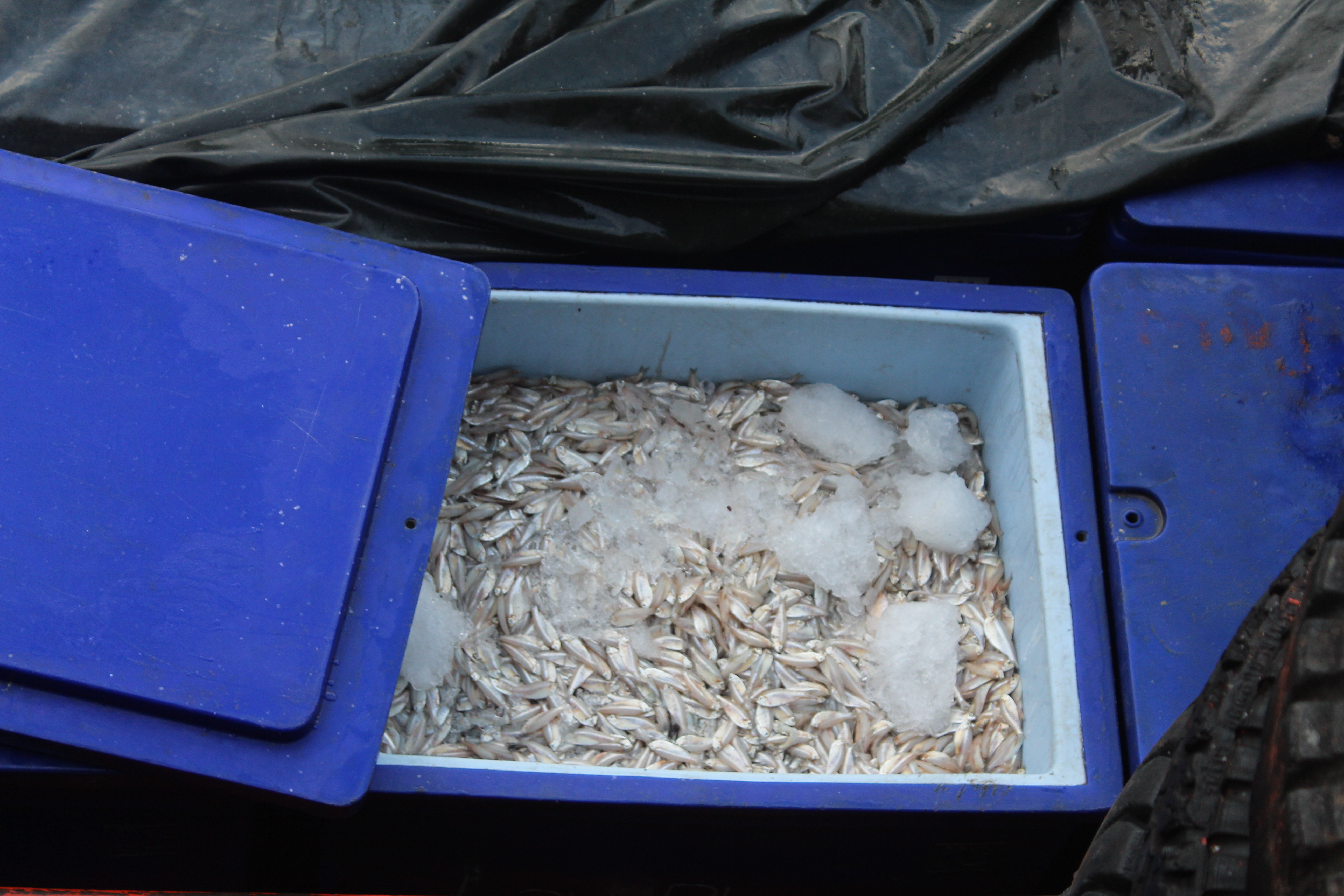 ตรวจสอบเรือและสินค้านำเข้าจากประเทศ MYANMAR..คลิก