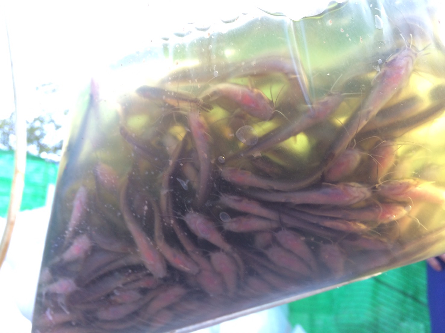 ตรวจสอบลูกพันธุ์สัตว์น้ำ ส่งออกไปยัง สปป.ลาว..คลิก