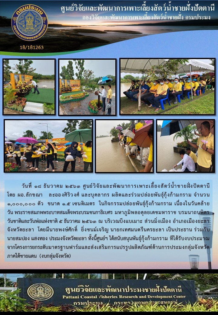 พิธีปล่อยพันธุ์กุ้งก้ามกราม จำนวน 1,000,000ตัว เนื่องในวันพ่อแห่งชาติ ณ บึงแบเมาะ ส่วนมิ่งเมือง อ.เมือง จ.ยะลา..คลิก