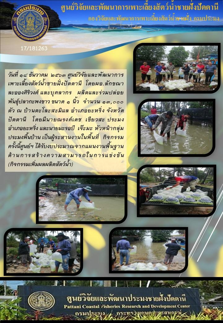 กิจกรรมปล่อยพันธุ์ปลากะพงขาว จำนวน 13,000ตัว ณ บ้านตะโละสะมีแล อ.ยะหริ่ง จ.ปัตตานี..คลิก