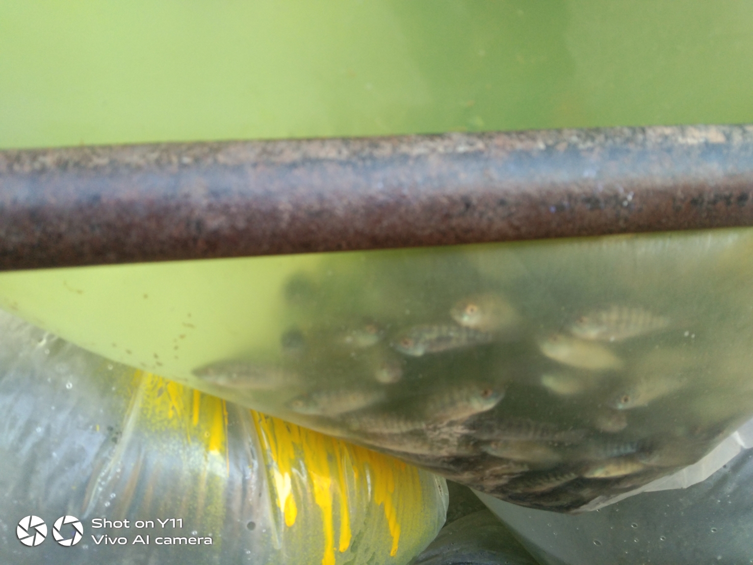 ตรวจสอบลูกพันธุ์สัตว์น้ำ ส่งออกไปยัง สปป.ลาว..คลิก