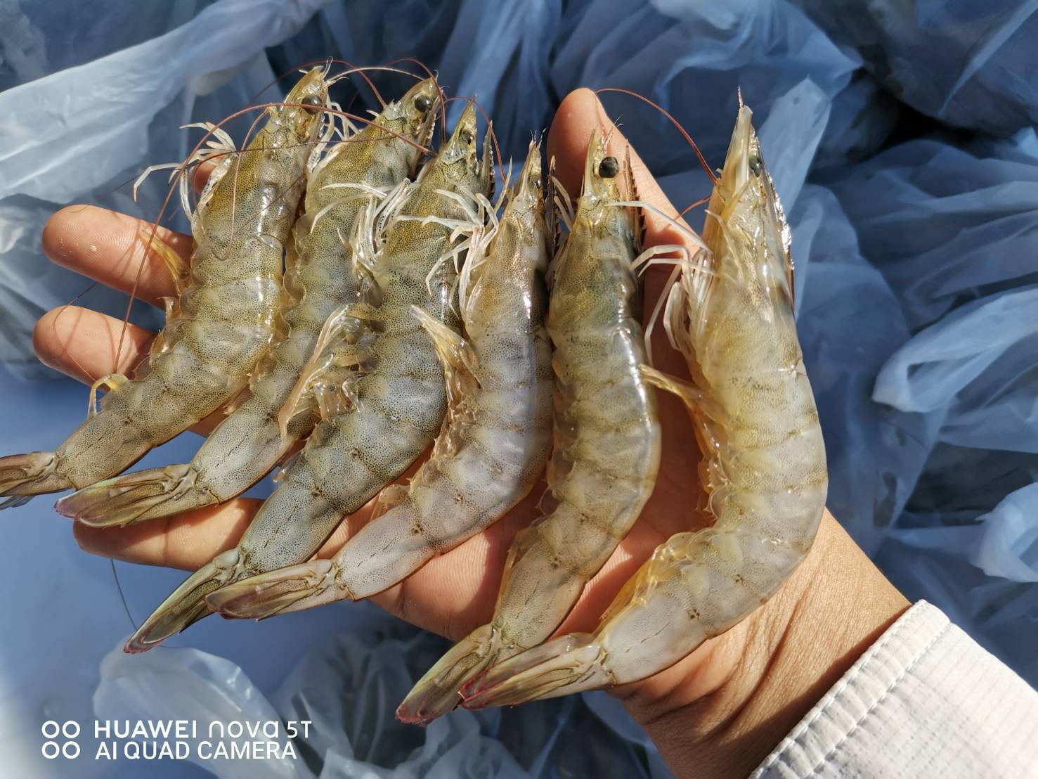 กุ้งอะไรตัวใหญ่เหลือเกิน กุ้งอะไรราคาถูกเหลือเกิน ก็กุ้งนครนายกยังไงล่ะ..คลิก