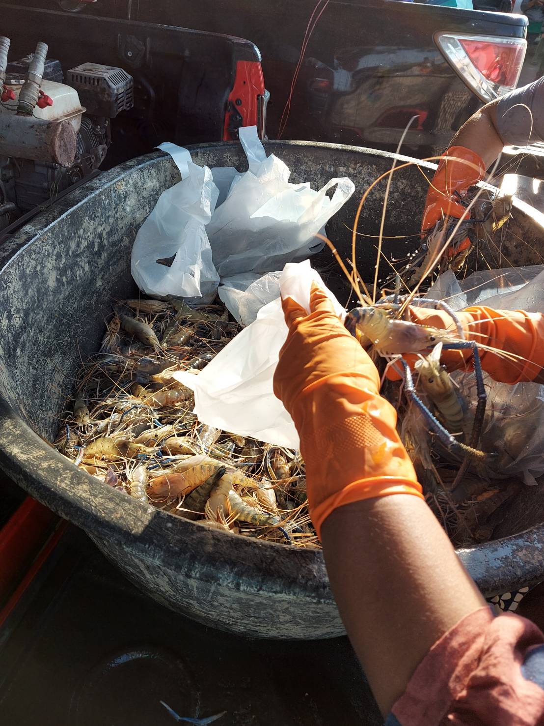 กุ้งถูกบอกต่อ ถูกกว่านี้มีอีกไหม ไม่มีอีกแล้ว..คลิก