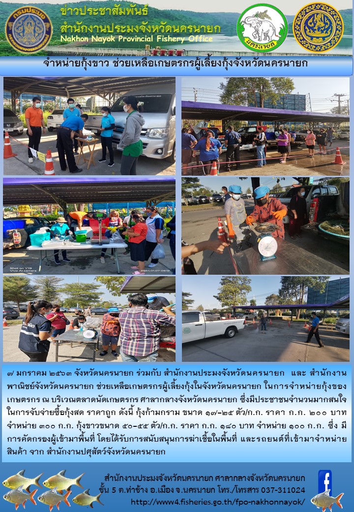 จำหน่ายกุ้งขาว ช่วยเหลือเกษตรกรผู้เลี้ยงกุ้งจังหวัดนครนายก..คลิก